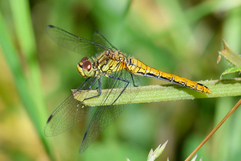 bloedrode heidelibel